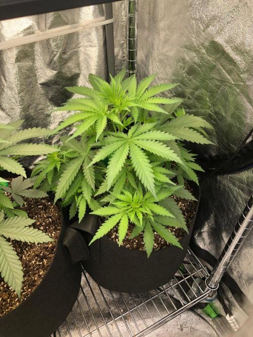 Northern Lights #5 Haze Cinderella 99. Week 3