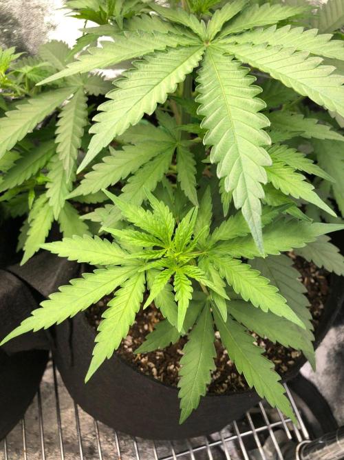 Northern Lights #5 Haze Cinderella 99. Week 3