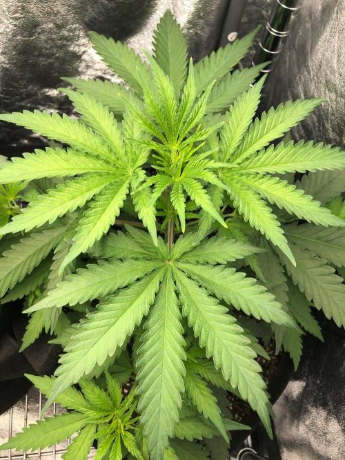 Northern Lights #5 Haze Cinderella 99. Week 3