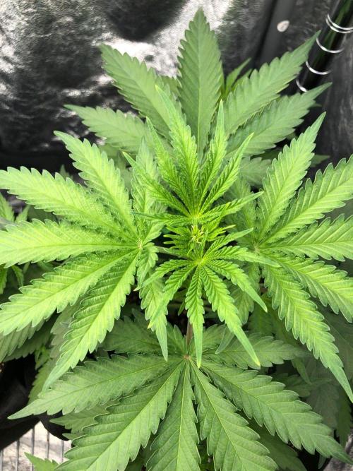 Northern Lights #5 Haze Cinderella 99. Week 3