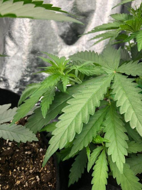 Northern Lights #5 Haze Cinderella 99. Week 3