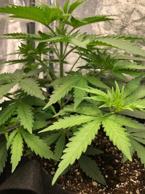 Northern Lights #5 Haze Cinderella 99. Week 3