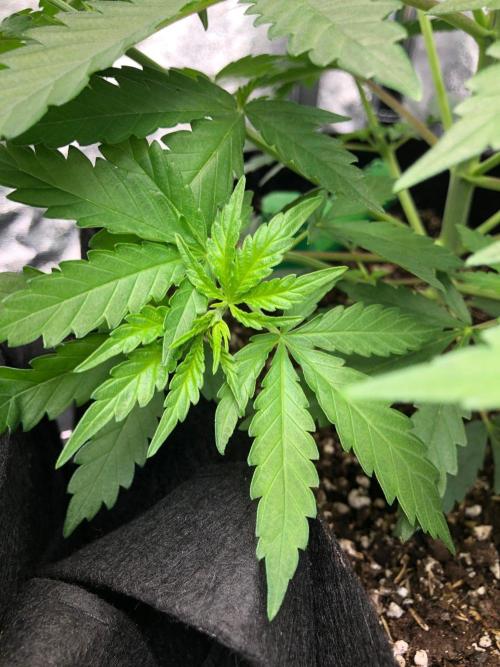 Northern Lights #5 Haze Cinderella 99. Week 3