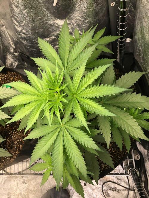 Northern Lights #5 Haze Cinderella 99. Week 3