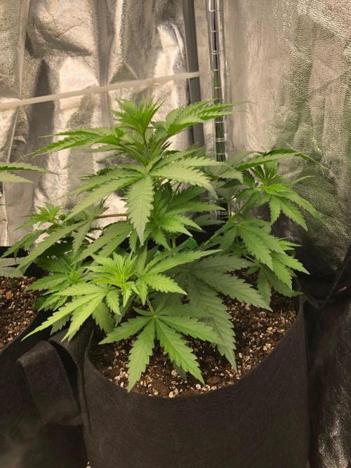 Northern Lights #5 Haze Cinderella 99. Week 3