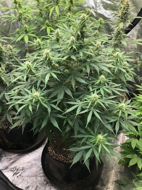 Neville's Haze Auto Spliff Seeds Indoor. Week 7