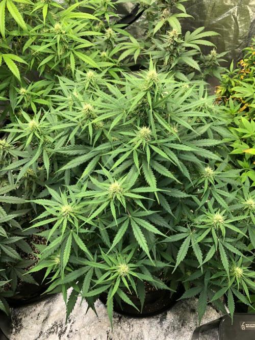 Neville's Haze Auto Spliff Seeds Indoor. Week 7