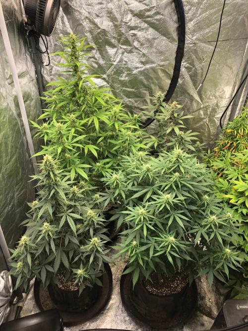 Neville's Haze Auto Spliff Seeds Indoor. Week 7