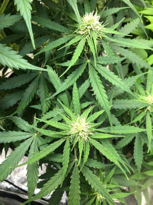 Neville's Haze Auto Spliff Seeds Indoor. Week 7