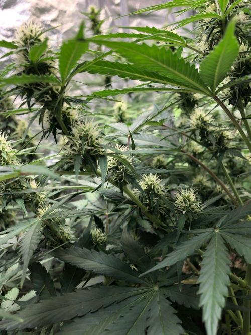 Neville's Haze Auto Spliff Seeds Indoor. Week 7