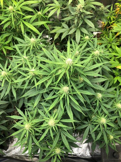 Neville's Haze Auto Spliff Seeds Indoor. Week 7