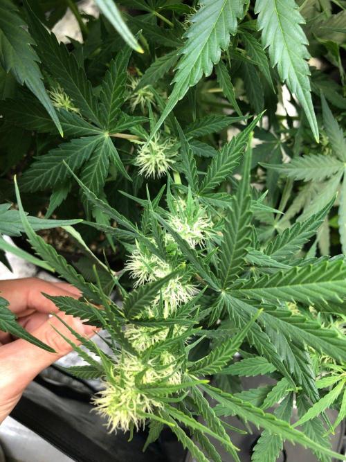 Neville's Haze Auto Spliff Seeds Indoor. Week 7