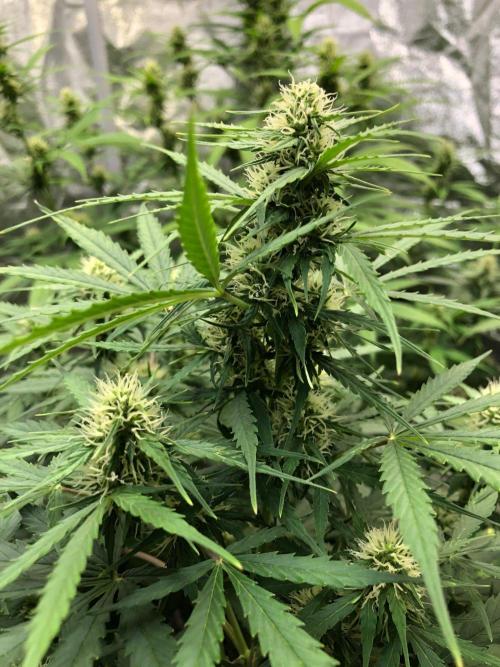Neville's Haze Auto Spliff Seeds Indoor. Week 7