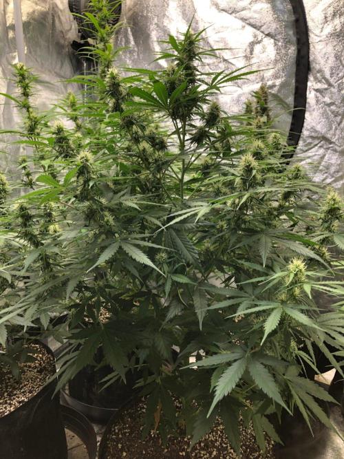 Neville's Haze Auto Spliff Seeds Indoor. Week 7