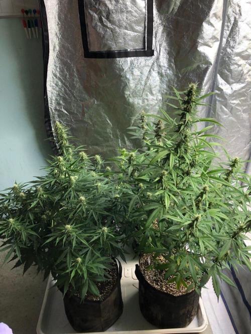 Neville's Haze Auto Spliff Seeds Indoor. Week 7