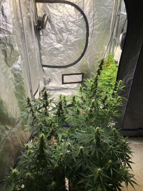Neville's Haze Auto Spliff Seeds Indoor. Week 7