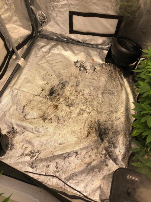 Neville's Haze Auto Spliff Seeds Indoor. Week 7