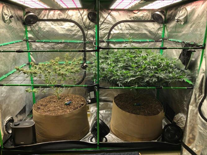Acapulco Gold (auto) SeedSupreme Indoor. Week 13