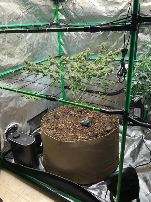 Acapulco Gold (auto) SeedSupreme Indoor. Week 13