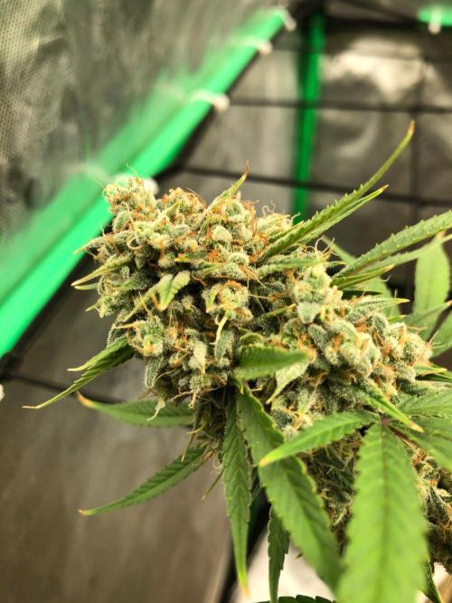 Acapulco Gold (auto) SeedSupreme Indoor. Week 13