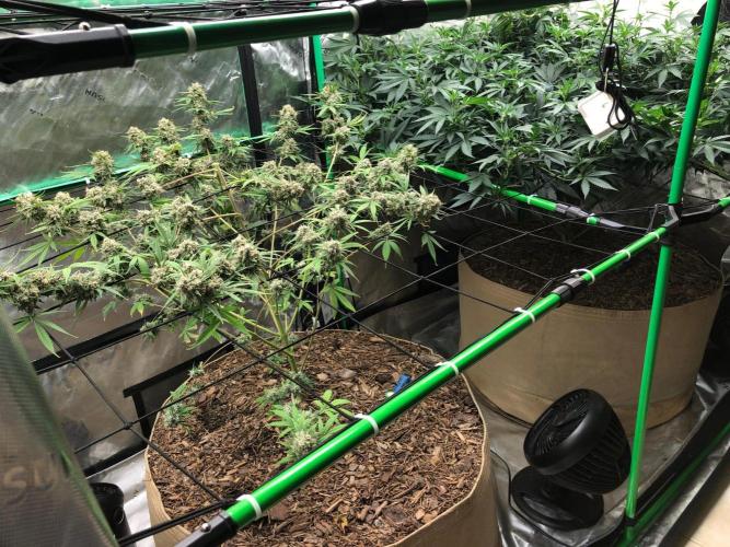 Acapulco Gold (auto) SeedSupreme Indoor. Week 13
