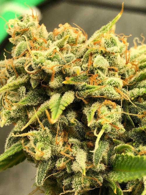 Acapulco Gold (auto) SeedSupreme Indoor. Week 13