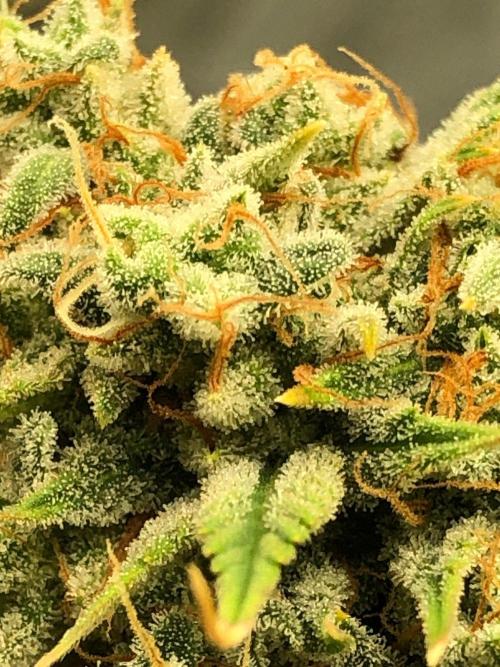 Acapulco Gold (auto) SeedSupreme Indoor. Week 13