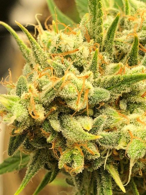 Acapulco Gold (auto) SeedSupreme Indoor. Week 13