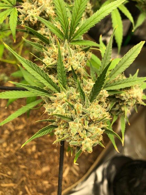 Acapulco Gold (auto) SeedSupreme Indoor. Week 13