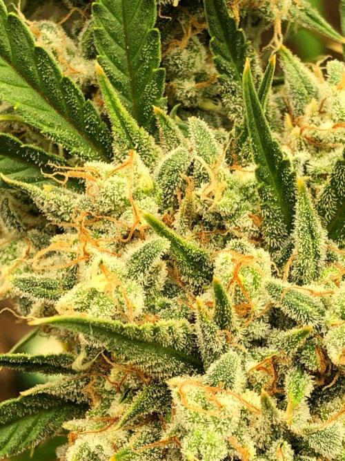 Acapulco Gold (auto) SeedSupreme Indoor. Week 13