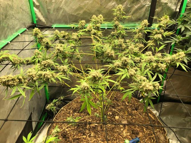 Acapulco Gold (auto) SeedSupreme Indoor. Week 13