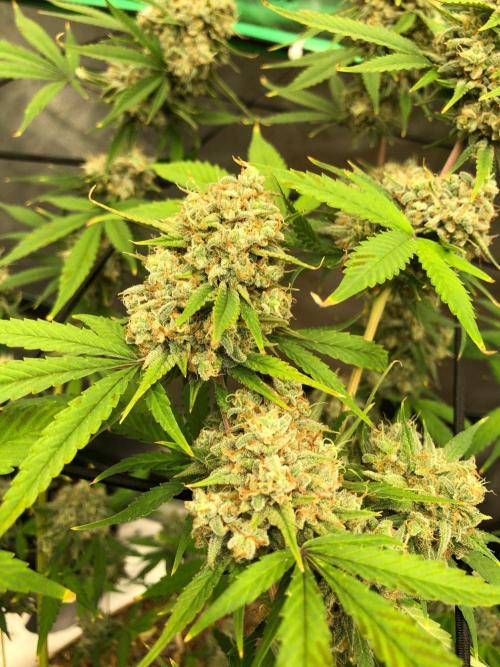 Acapulco Gold (auto) SeedSupreme Indoor. Week 13