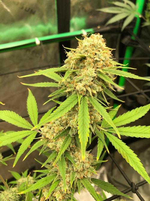 Acapulco Gold (auto) SeedSupreme Indoor. Week 13