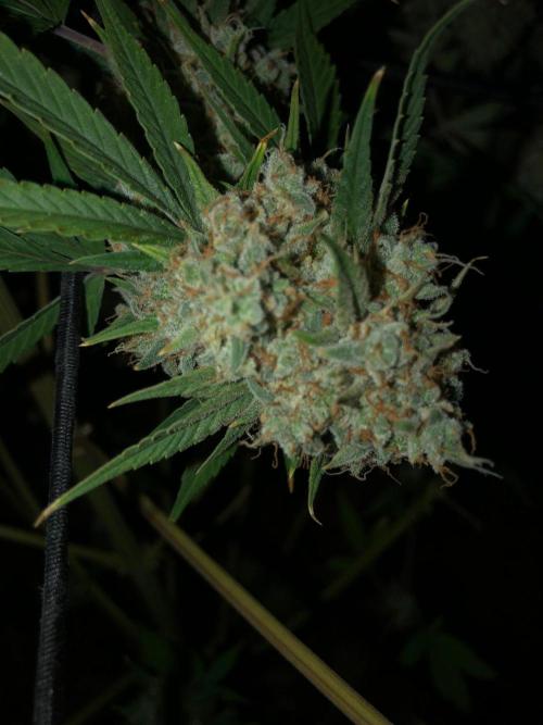 Acapulco Gold (auto) SeedSupreme Indoor. Week 13