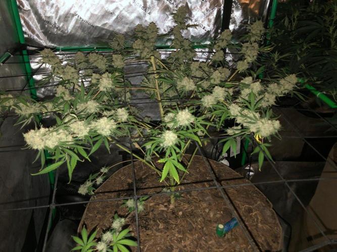 Acapulco Gold (auto) SeedSupreme Indoor. Week 13