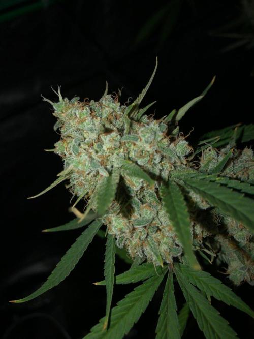 Acapulco Gold (auto) SeedSupreme Indoor. Week 13