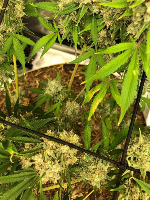 Acapulco Gold (auto) SeedSupreme Indoor. Week 13