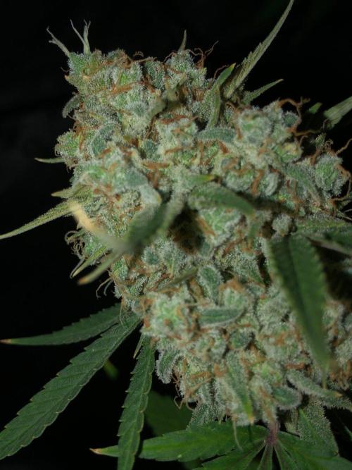 Acapulco Gold (auto) SeedSupreme Indoor. Week 13