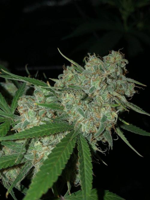 Acapulco Gold (auto) SeedSupreme Indoor. Week 13