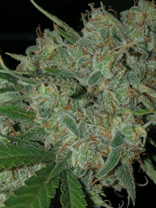Acapulco Gold (auto) SeedSupreme Indoor. Week 13