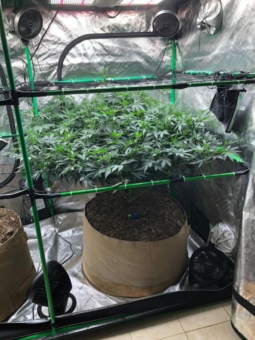 Mexican Sativa Kannabaia Indoor Summer. Week 13