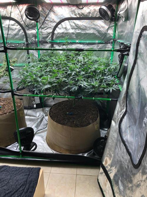 Mexican Sativa Kannabaia Indoor Summer. Week 13