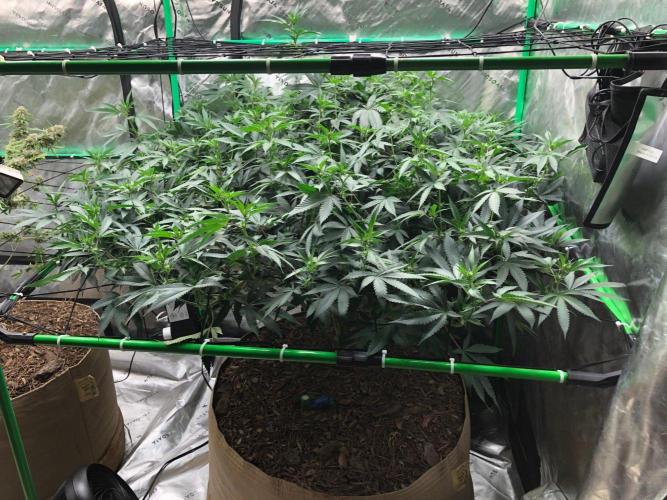 Mexican Sativa Kannabaia Indoor Summer. Week 13
