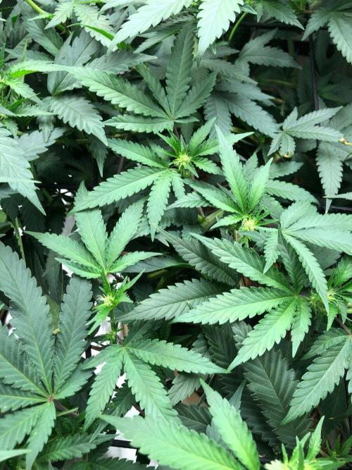 Mexican Sativa Kannabaia Indoor Summer. Week 13