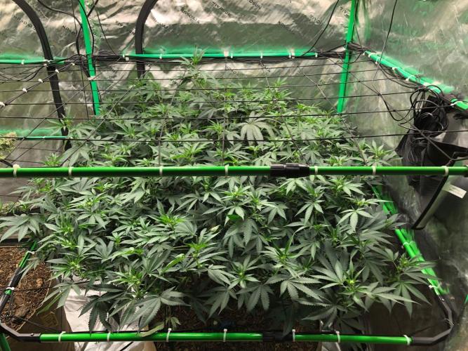 Mexican Sativa Kannabaia Indoor Summer. Week 13