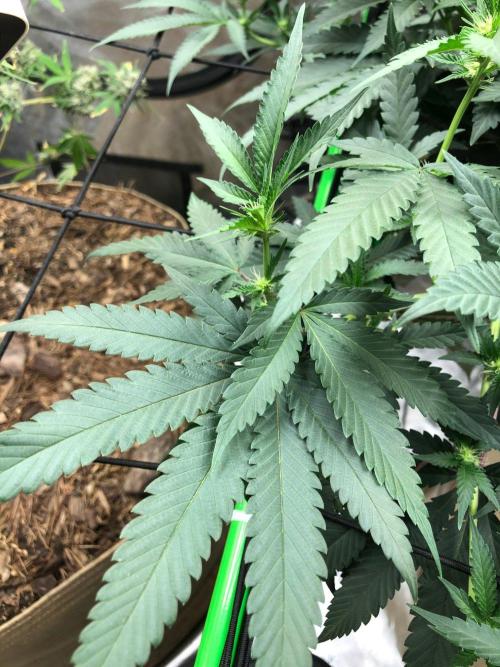 Mexican Sativa Kannabaia Indoor Summer. Week 13
