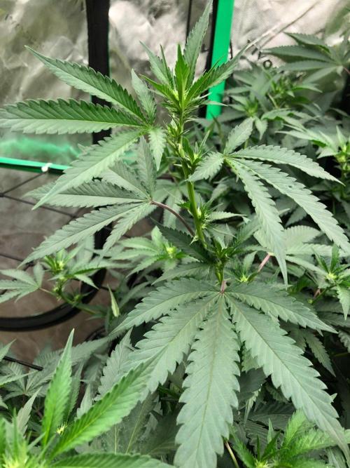 Mexican Sativa Kannabaia Indoor Summer. Week 13