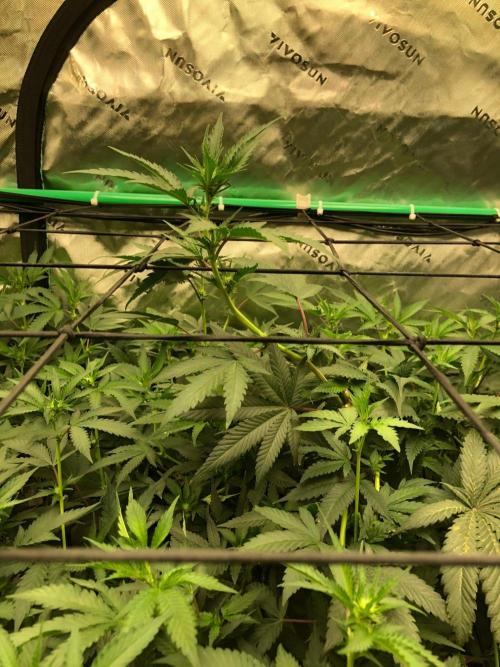 Mexican Sativa Kannabaia Indoor Summer. Week 13