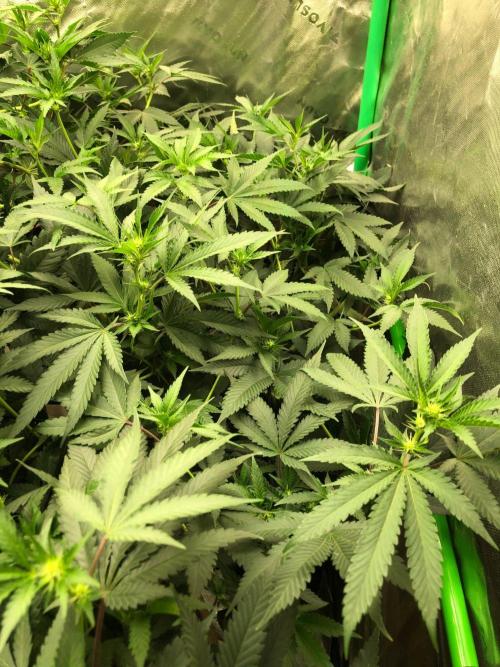 Mexican Sativa Kannabaia Indoor Summer. Week 13