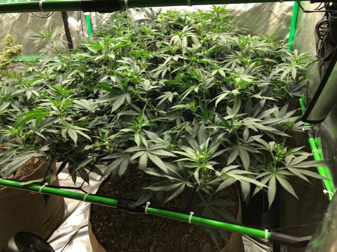 Mexican Sativa Kannabaia Indoor Summer. Week 13